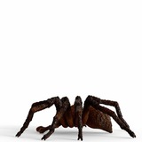 Schleich Wizarding World Harry Potter - Aragog, Spielfigur 